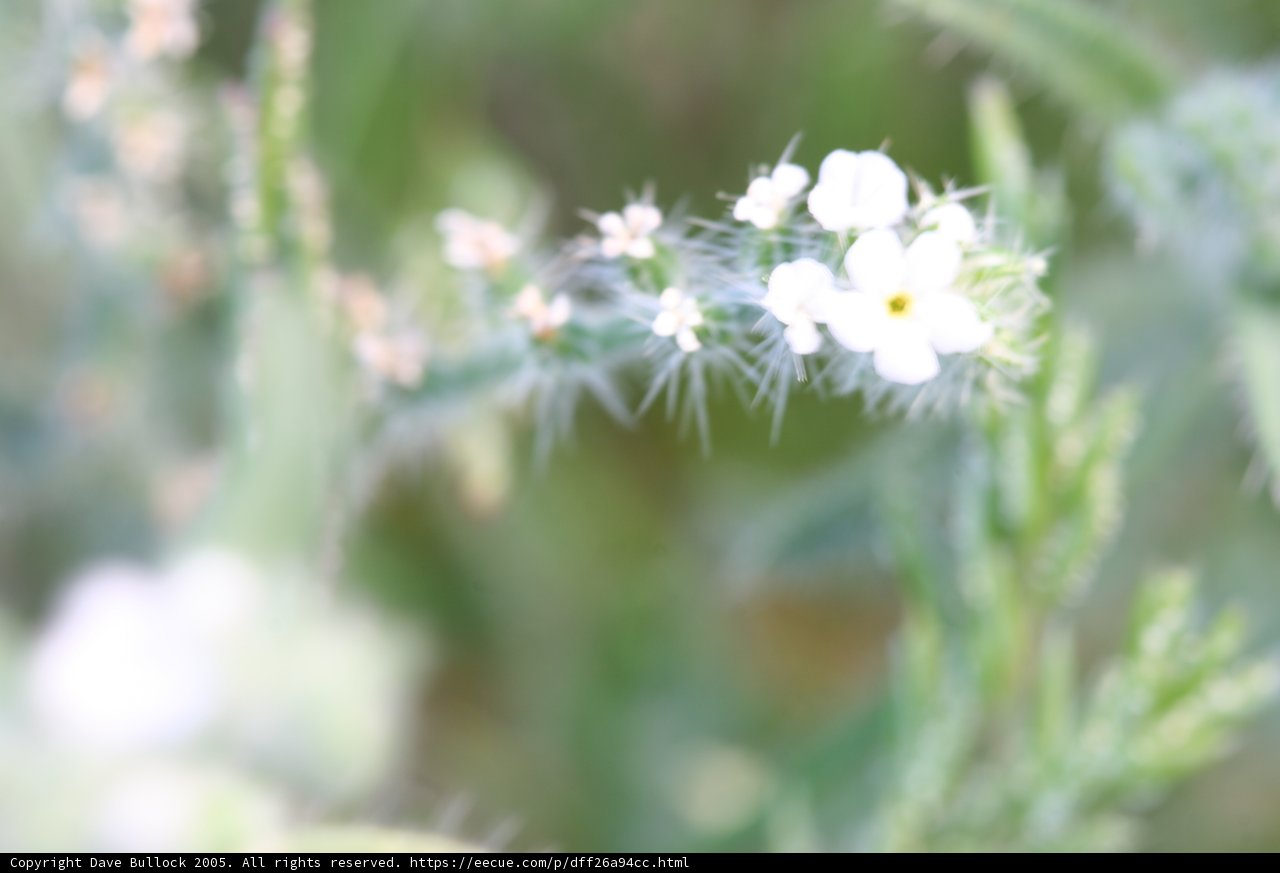 Delicate Beauty