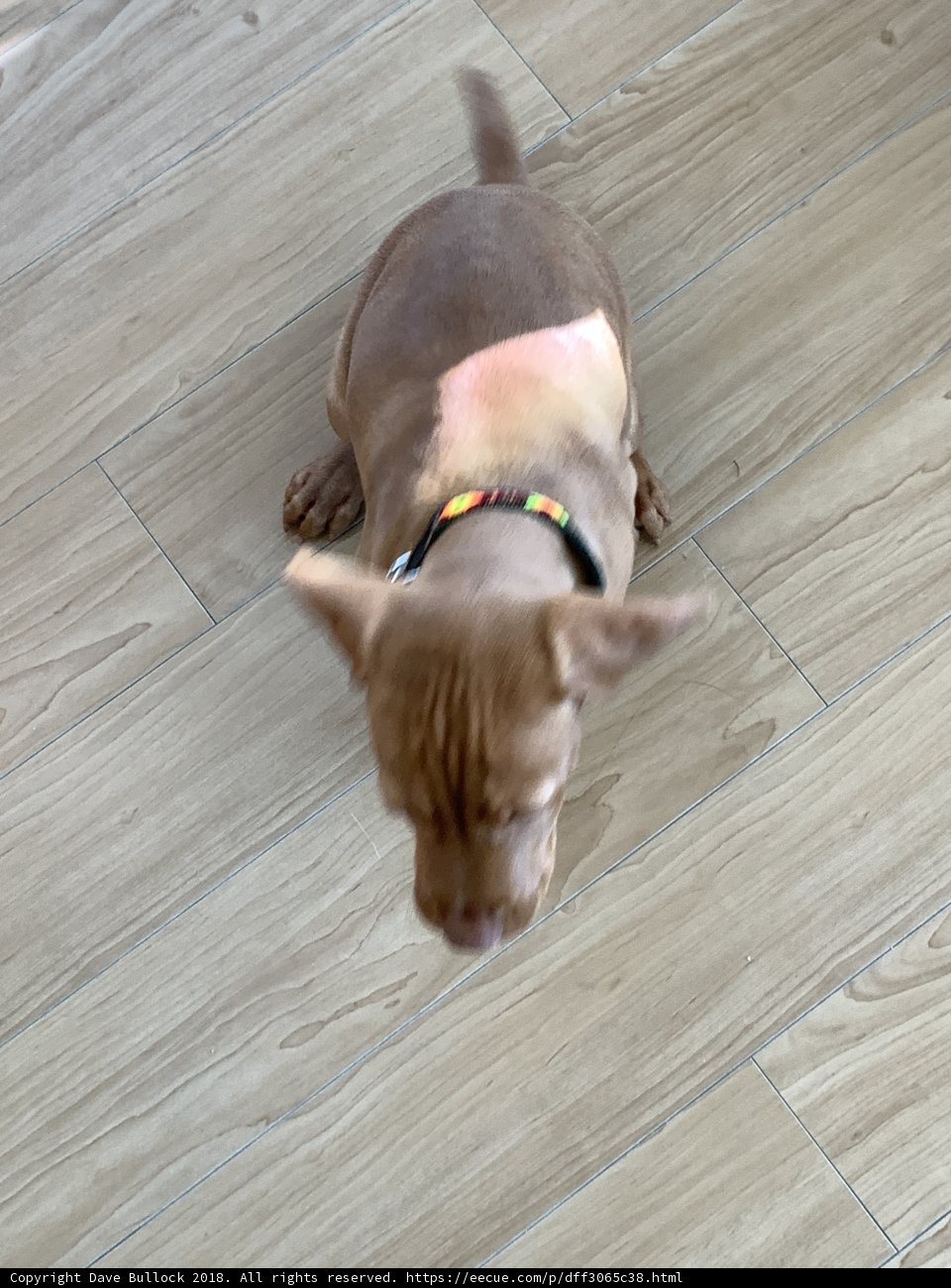Man's Best Friend on Hardwood Flooring