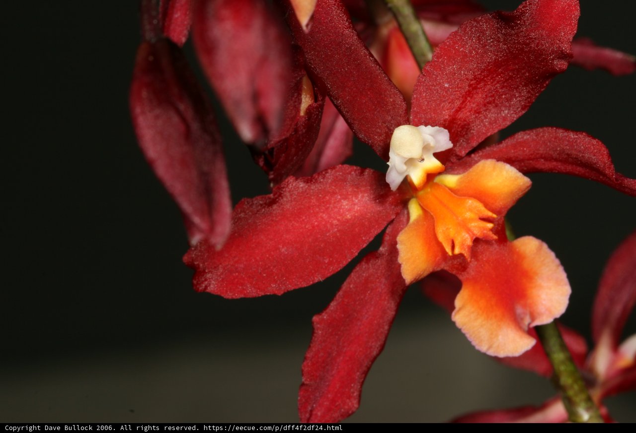 Fiery Beauty
