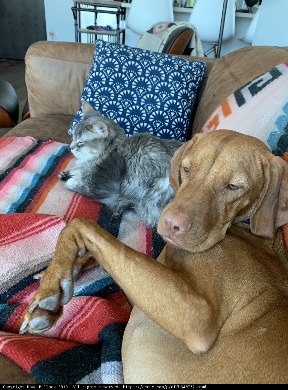 Couch Companions