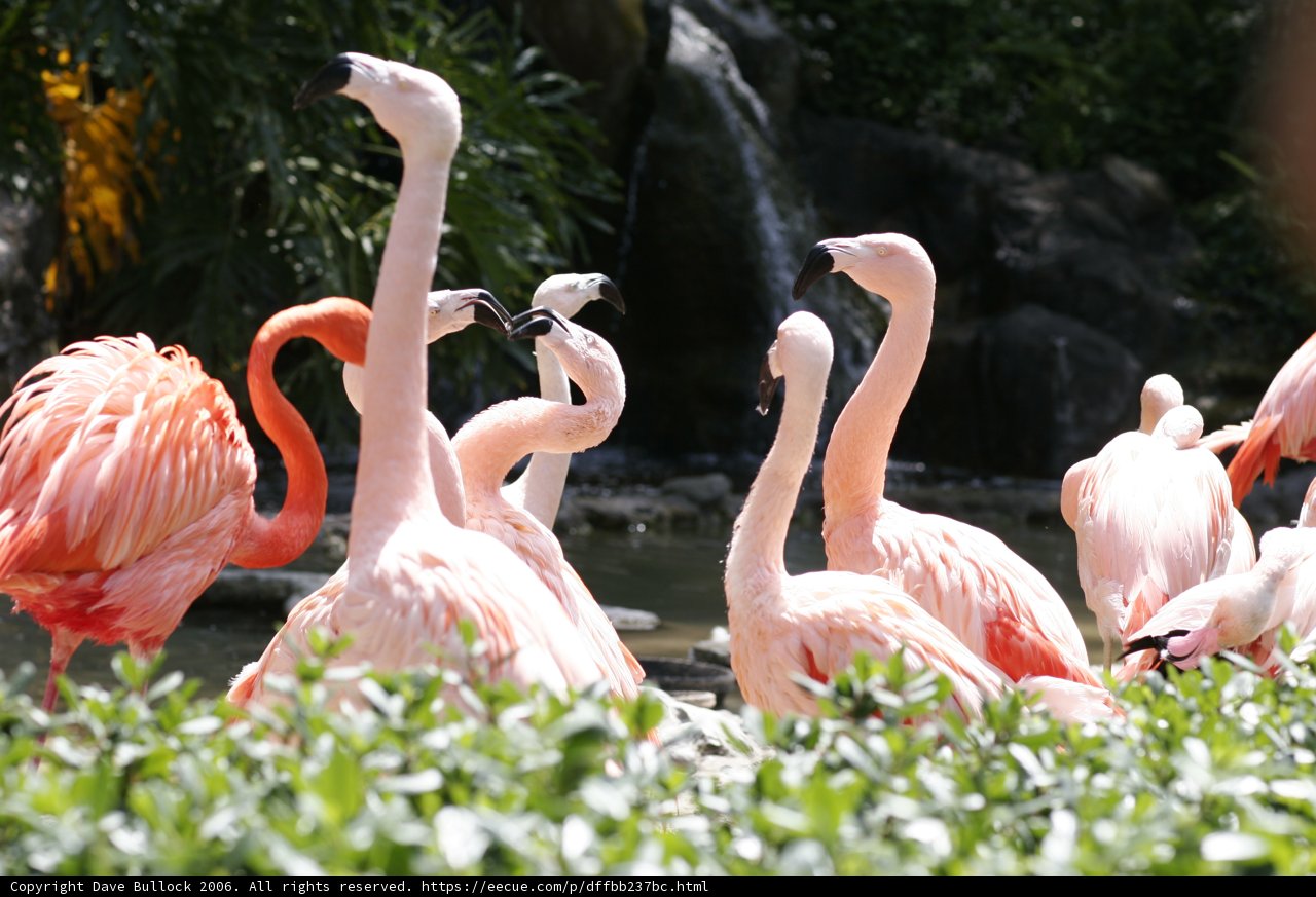 Flamingo Flock in the Zoo