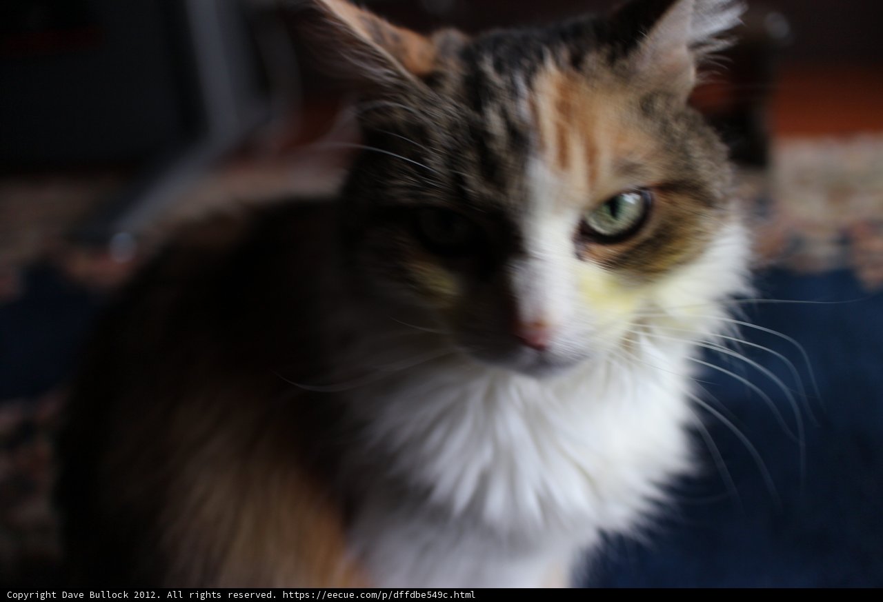 Regal Feline