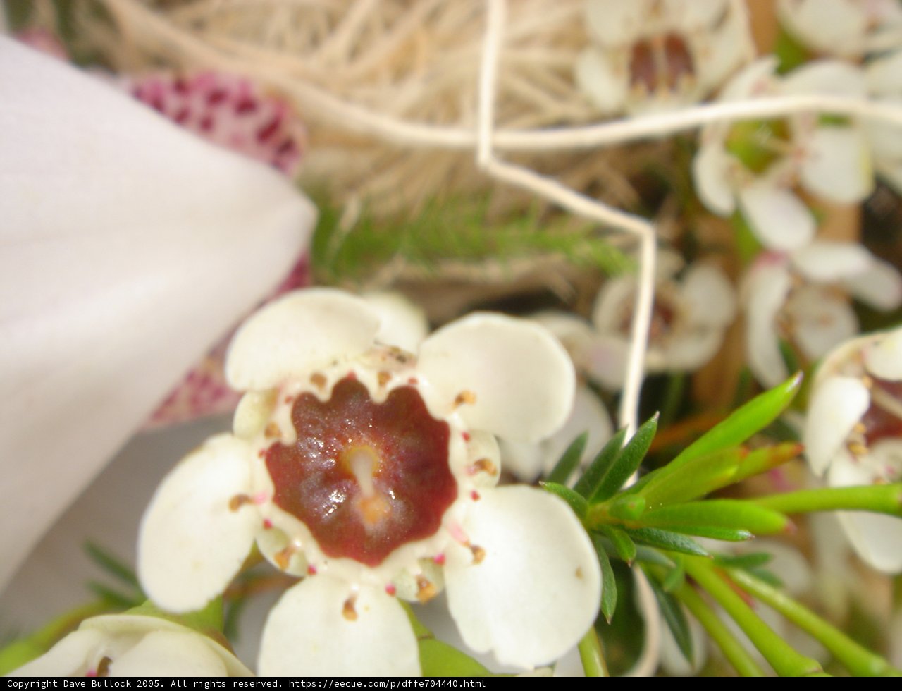 White blooms in bloom