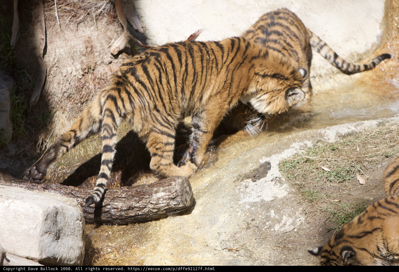 Thirsty Tigers