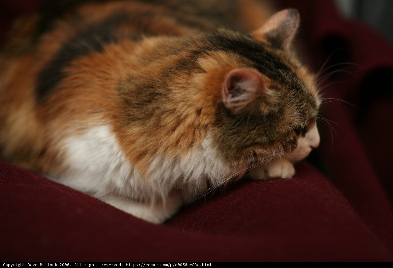Feline Relaxation