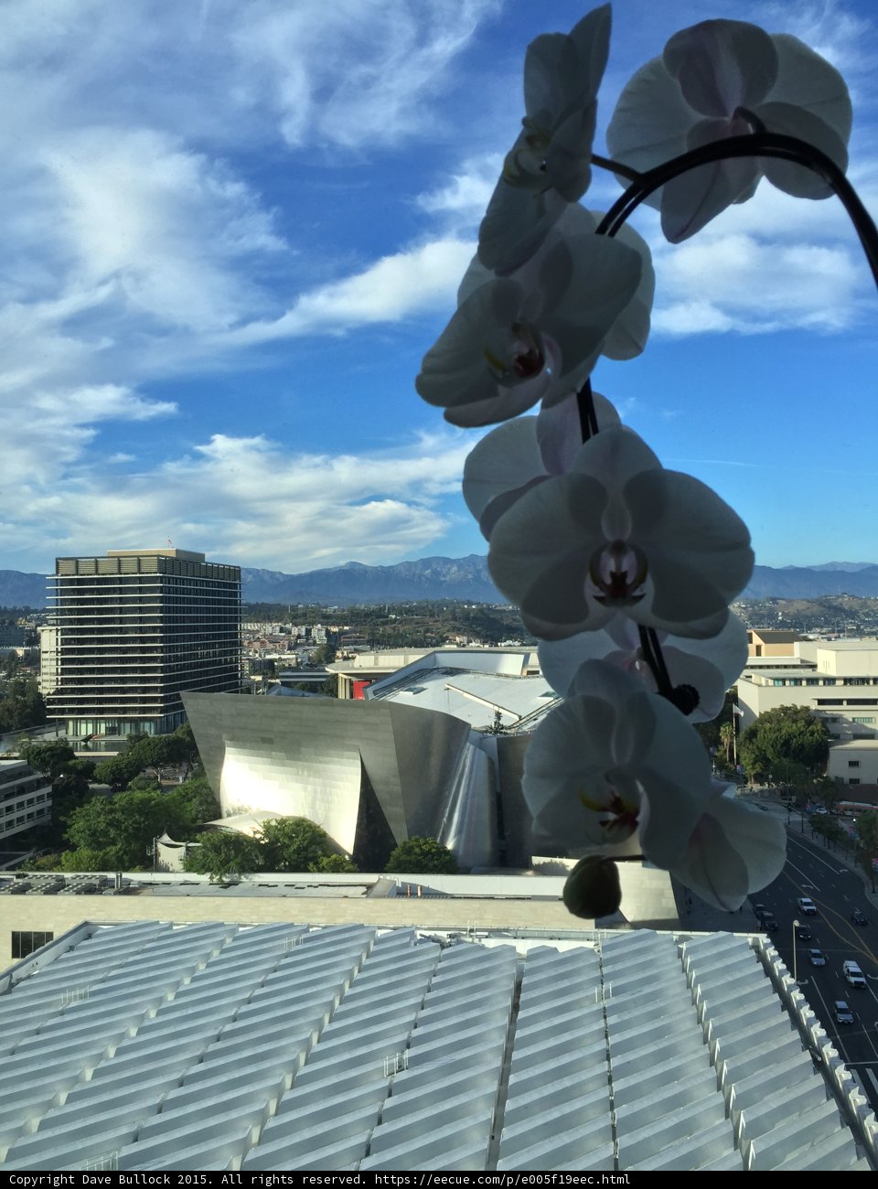 Window Orchids DTLA View