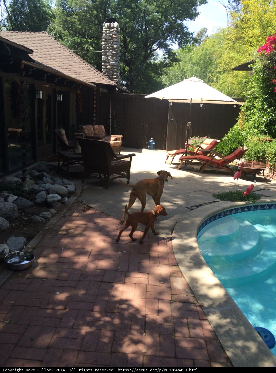 Serene Backyard Escape