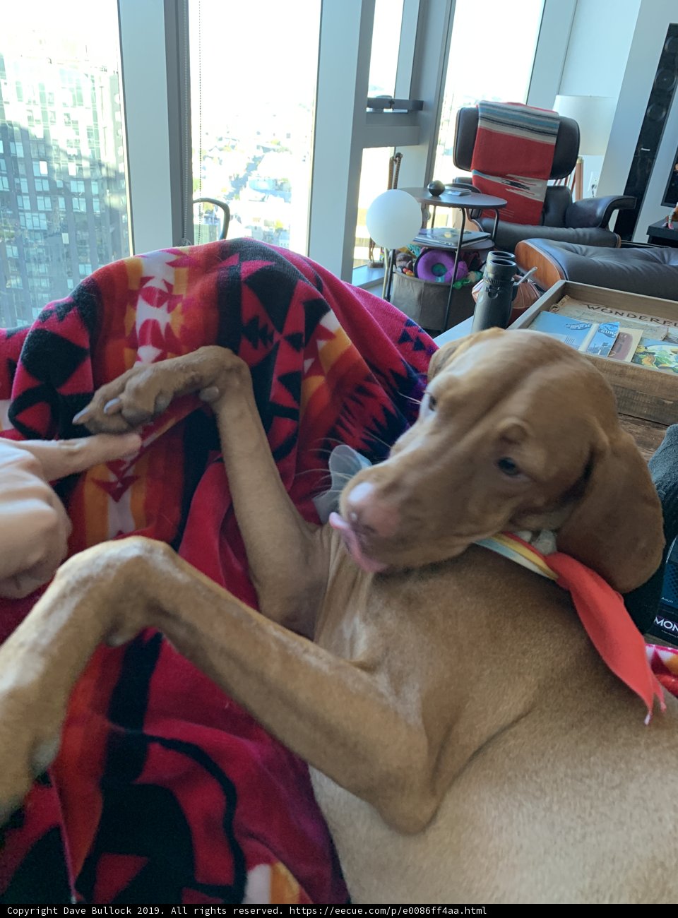 Cozy Canine on the Couch