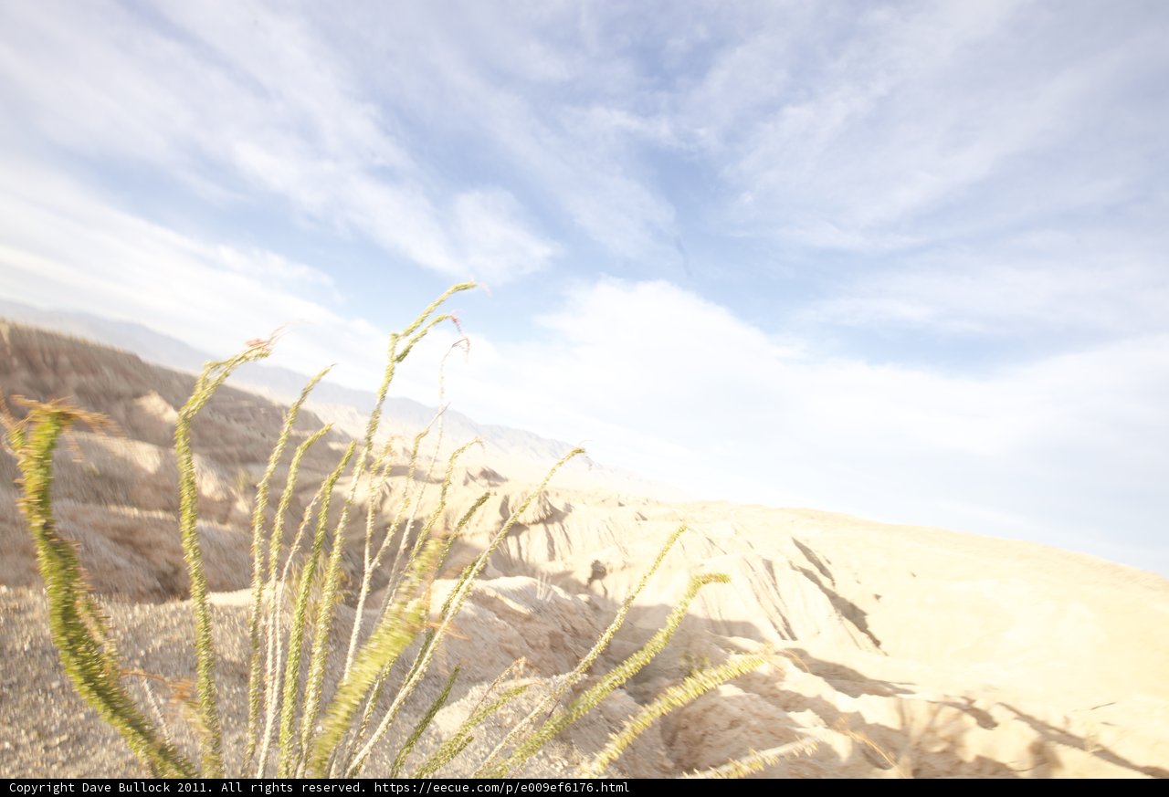 Majestic Desert Plant