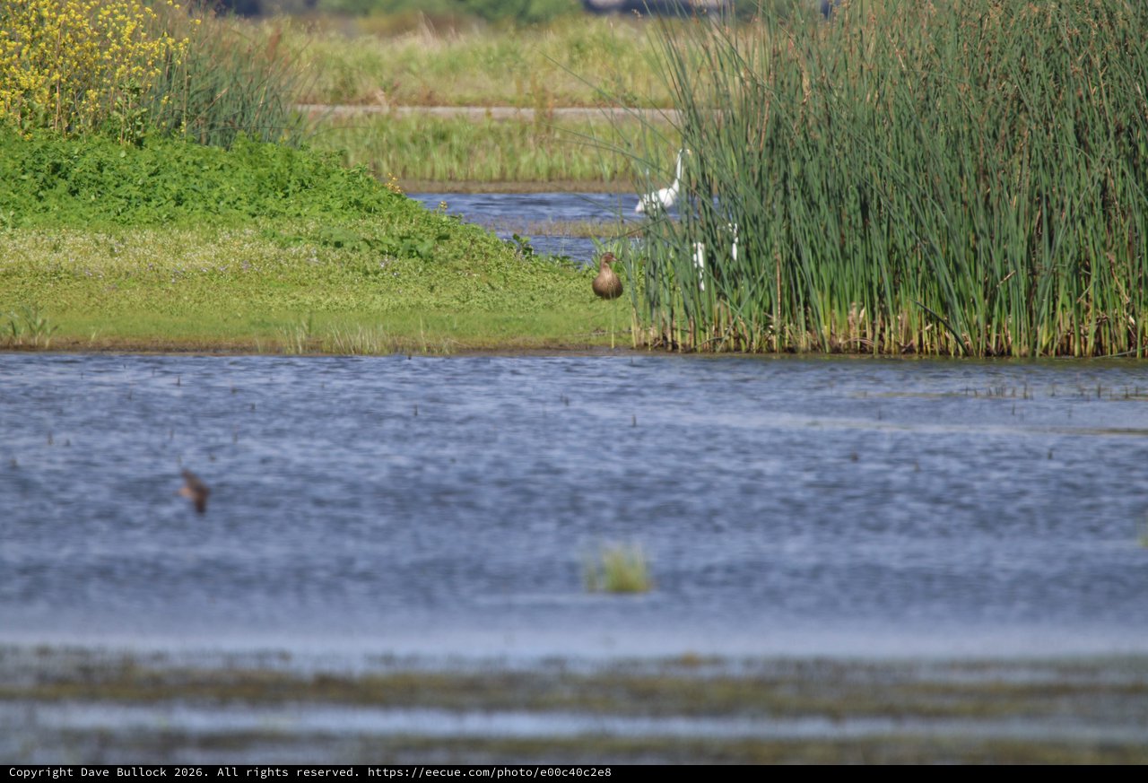 Waterfowl in Wetland Habitat with Tall Reeds