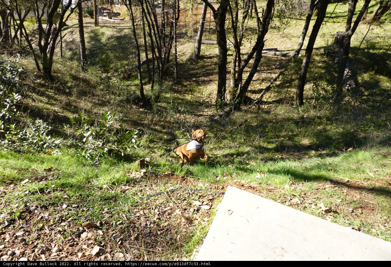 Canine Adventure in Sierra National Forest