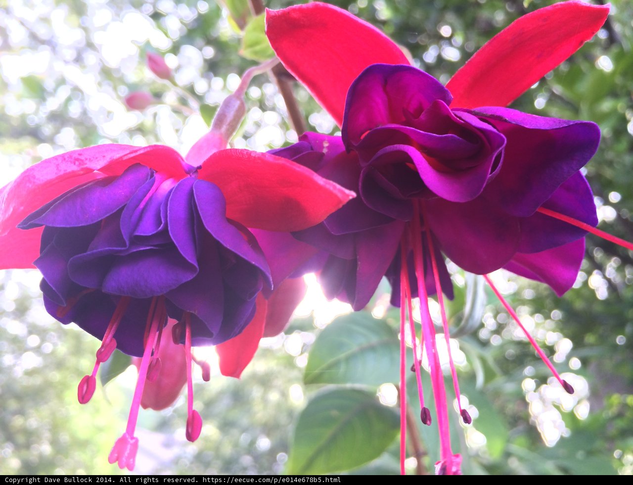 Fuchsia Foliage in Altadena