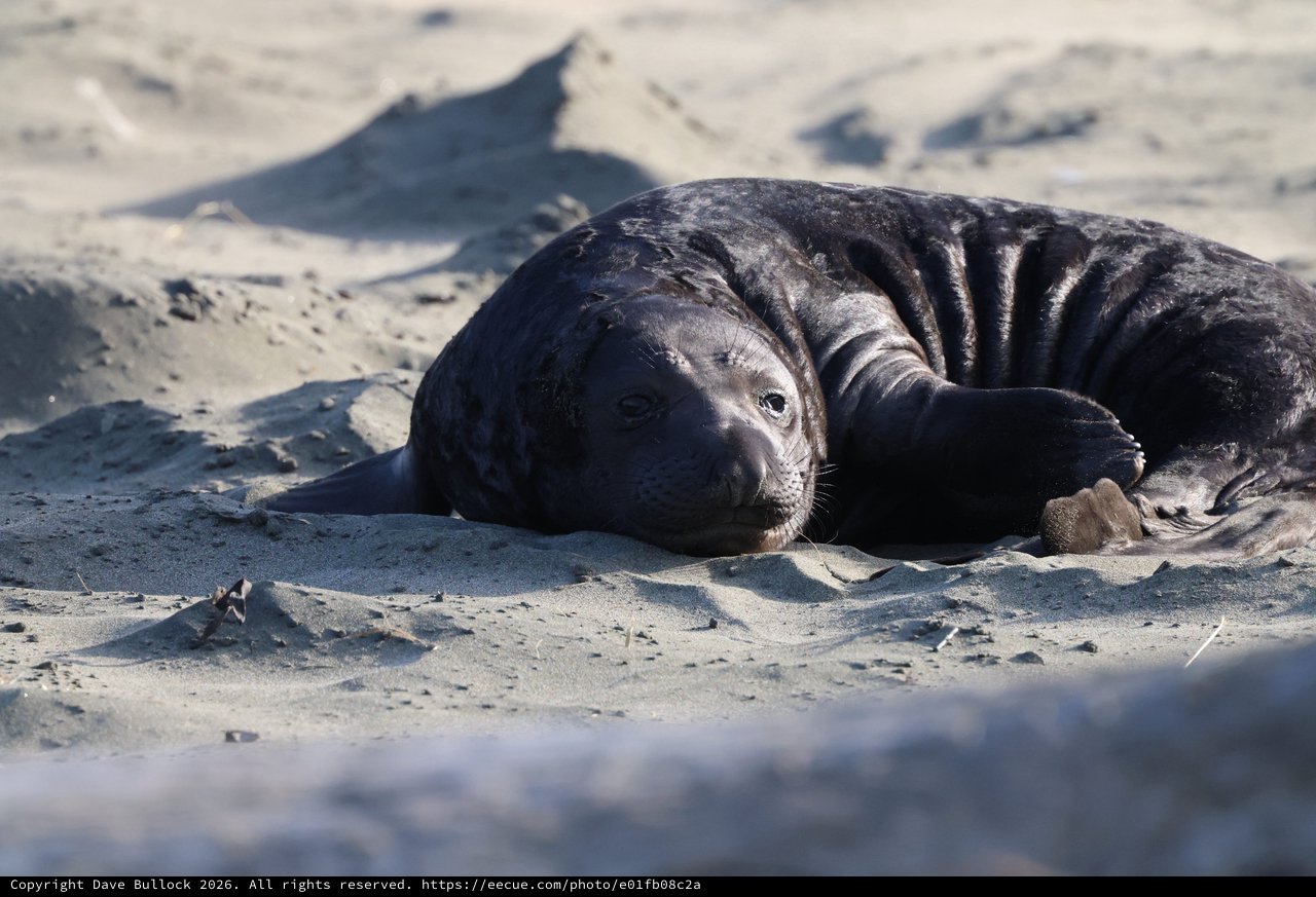 Elephant Seal Pup Resting on Sandy Beach