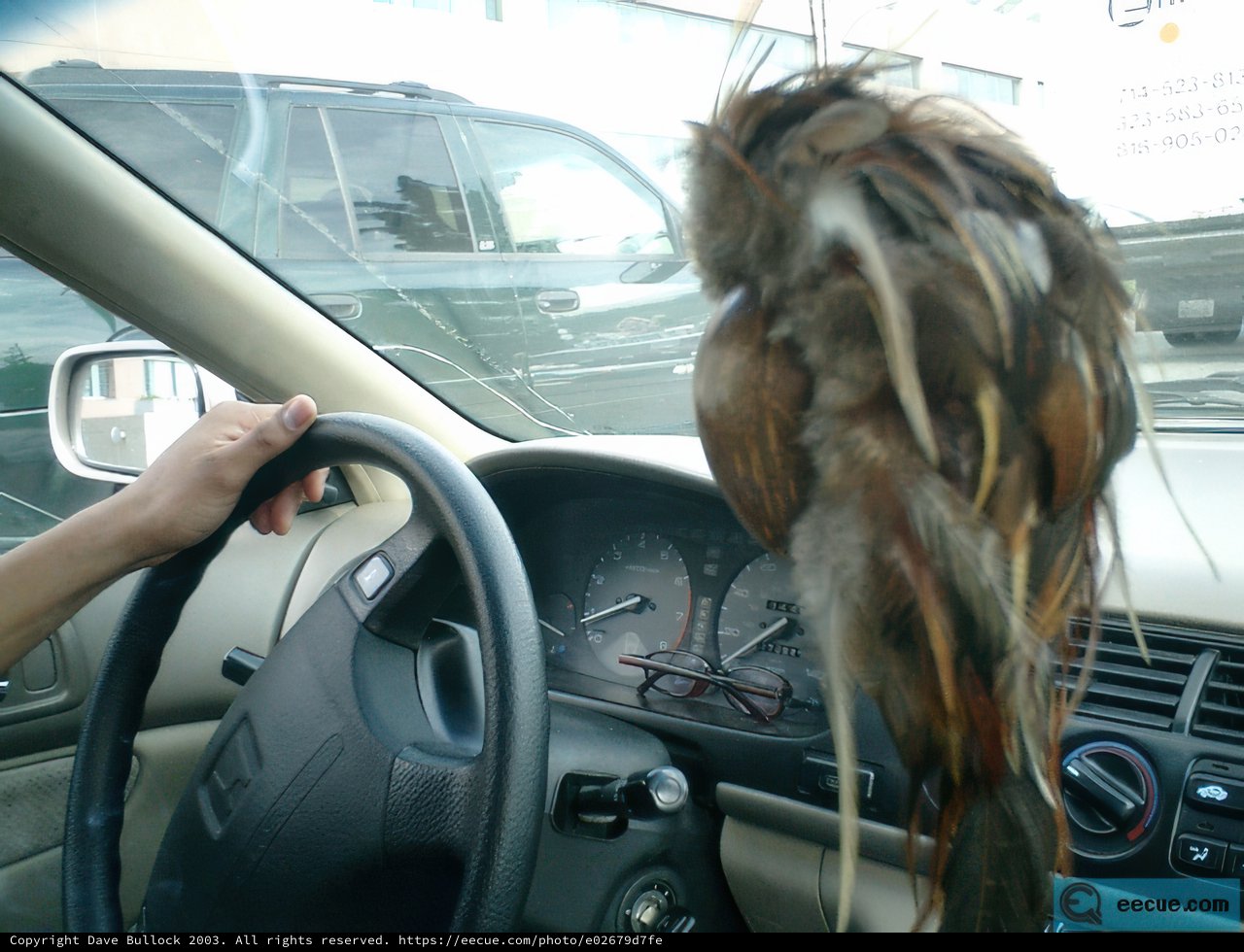 Driving with my Feathered Friend