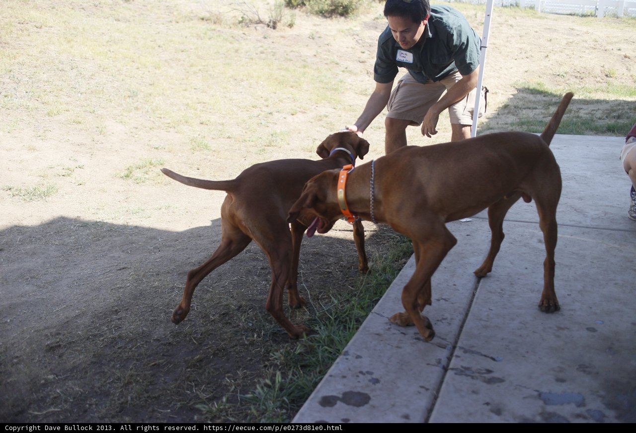 Man's Best Friends