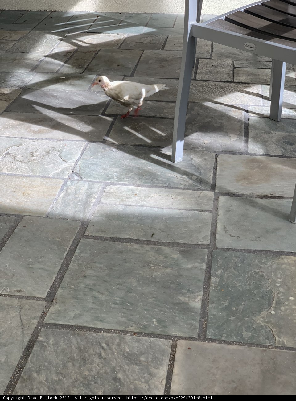 Peaceful Pigeon on Flagstone Floor