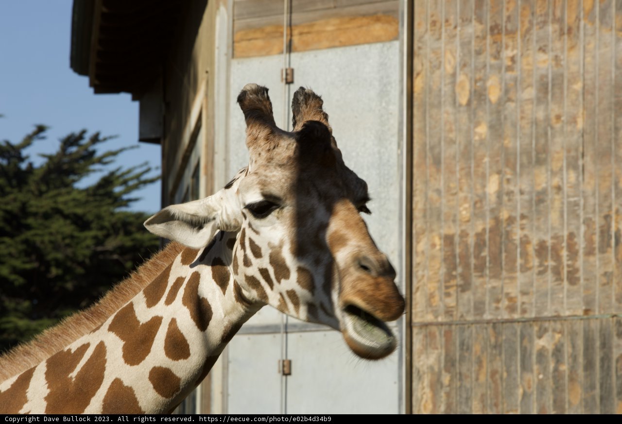 Majestic Skyward Giraffe at SF Zoo, November 2023