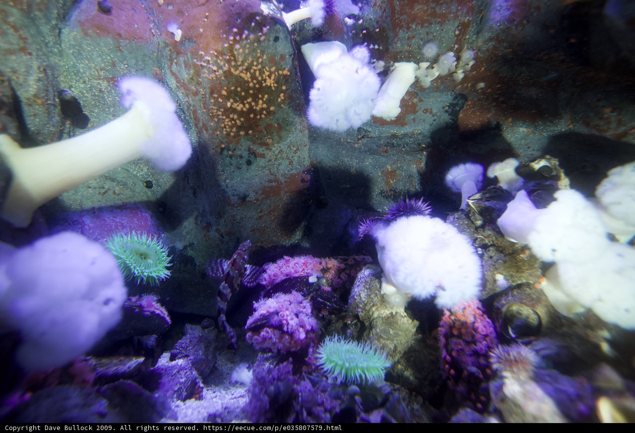 Vibrant Coral Reef