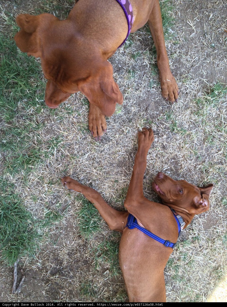 Canine Companions