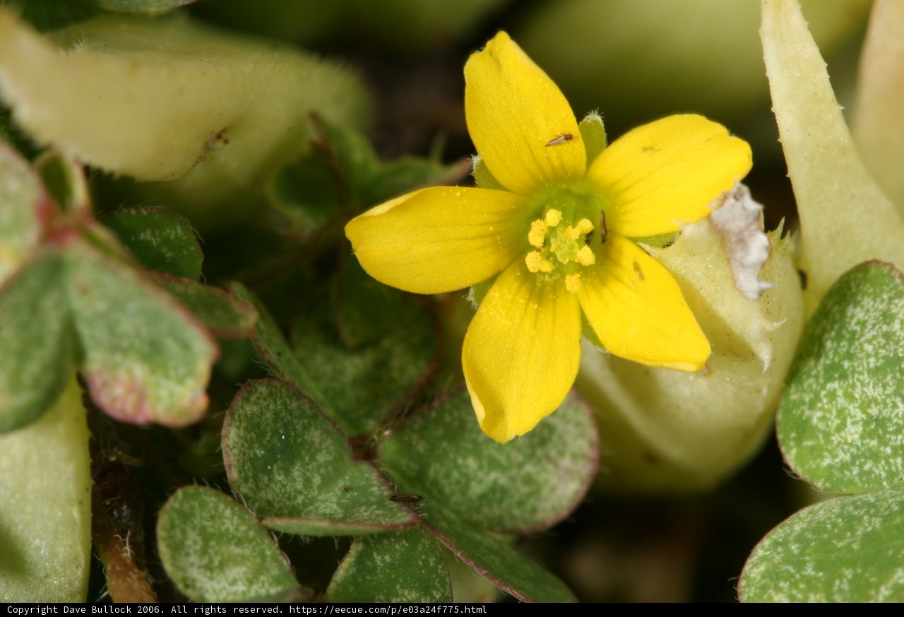 A Sunny Garden Delight