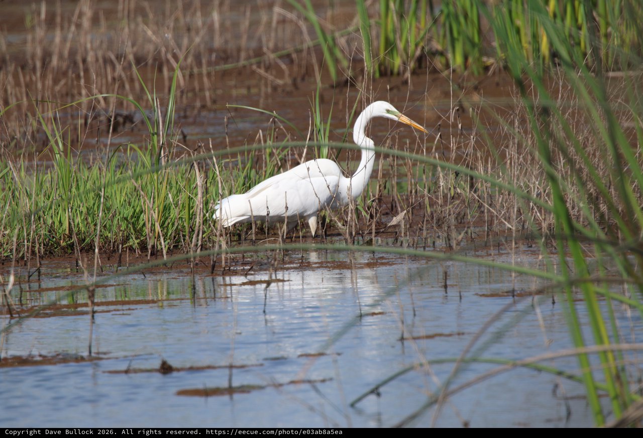 Great Egret Hunting in Shallow Wetland Waters