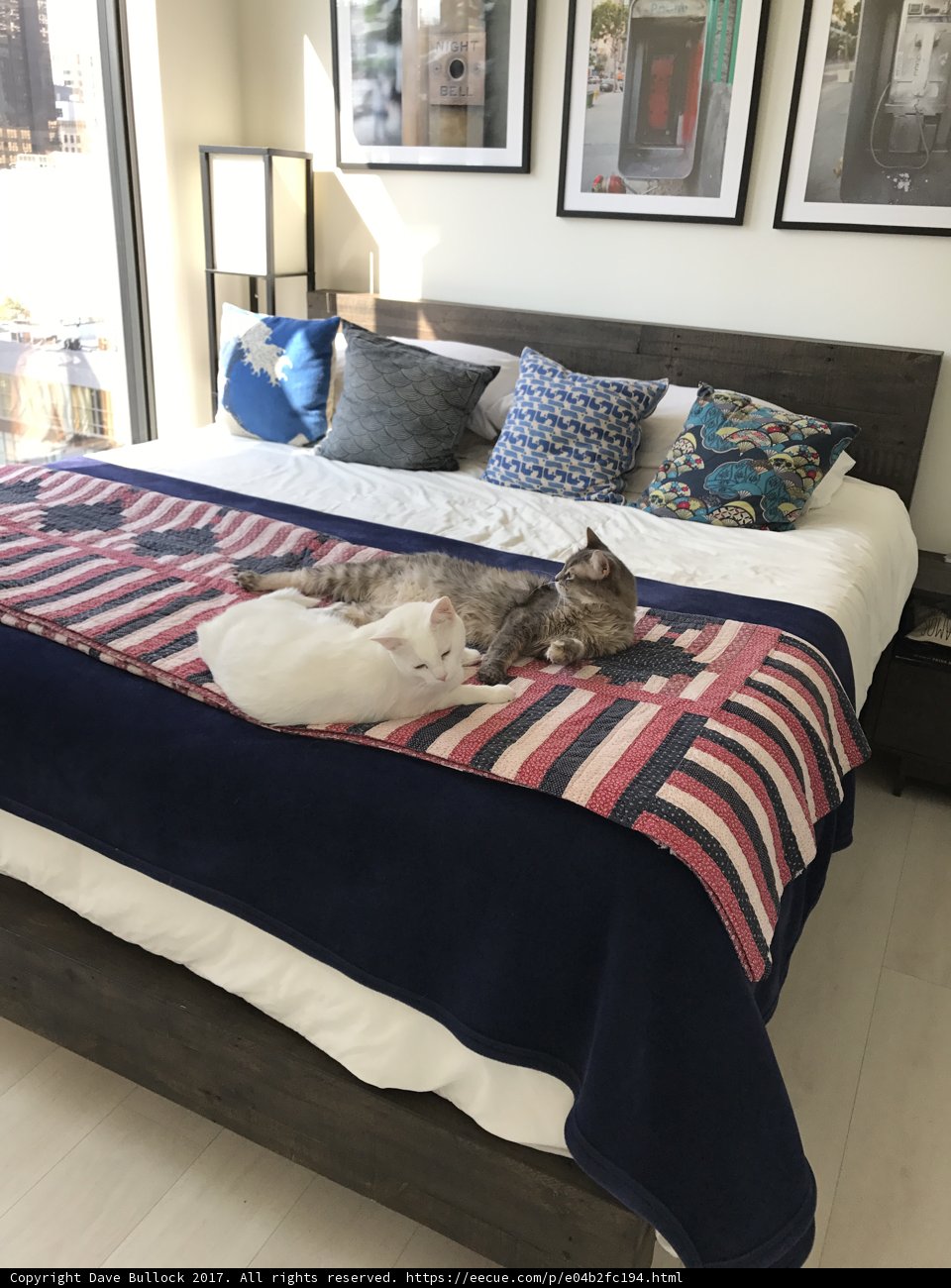 Comfy Cat on Cozy Bed