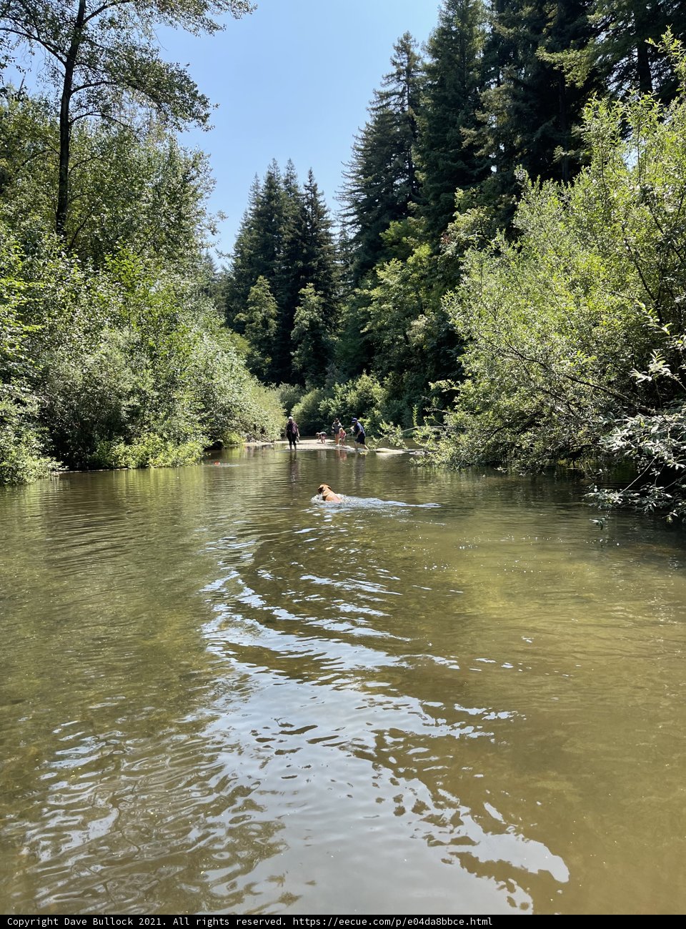Serene Swim in a Woodland River