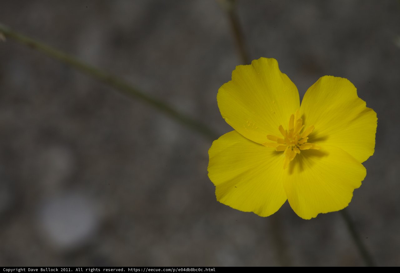 Solitary Beauty