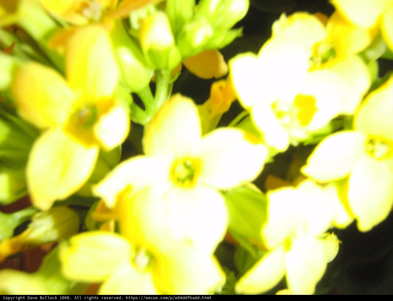 Burst of Sunshine