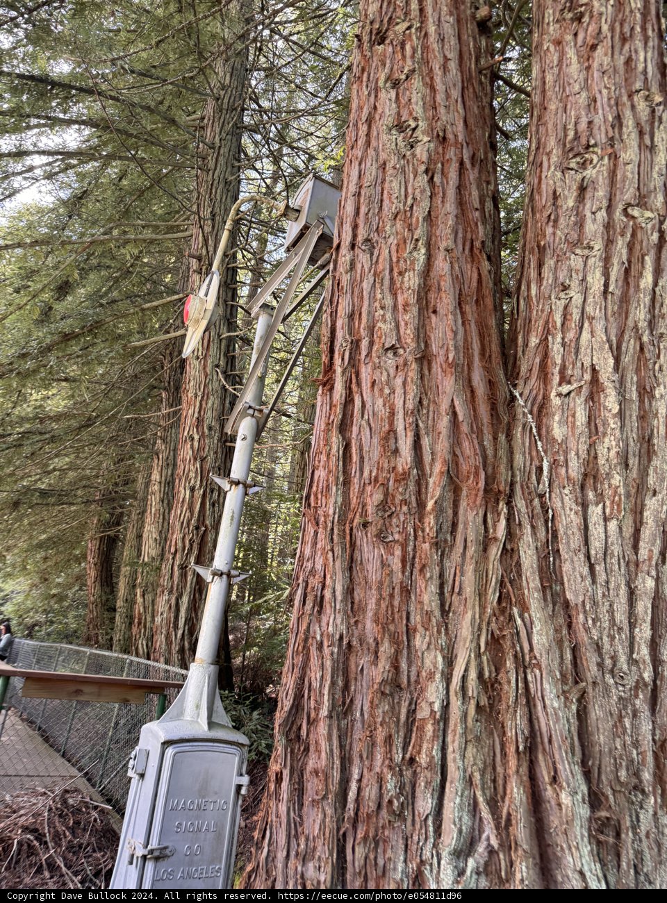 Whispering Giants of Tilden