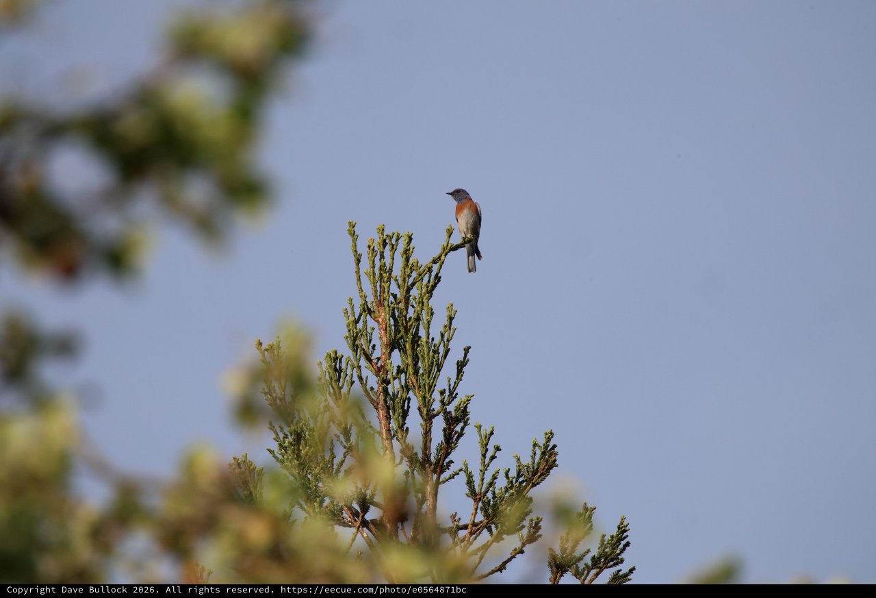Western Bluebird Perched on Conifer at Dawn