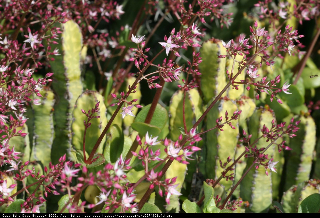 Pink Blooms