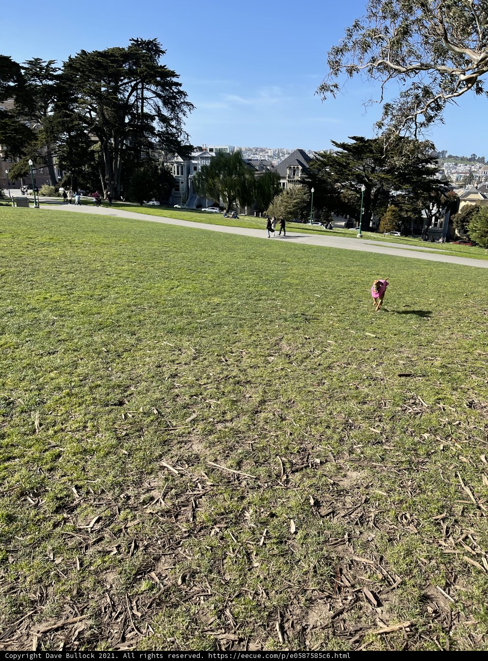 Dog's Day Out