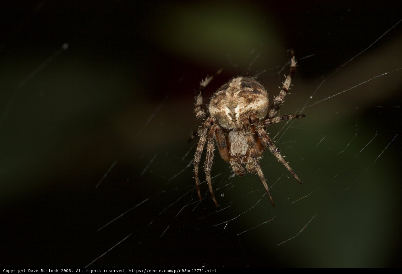 Garden Spider Weaving its Web in the Dark