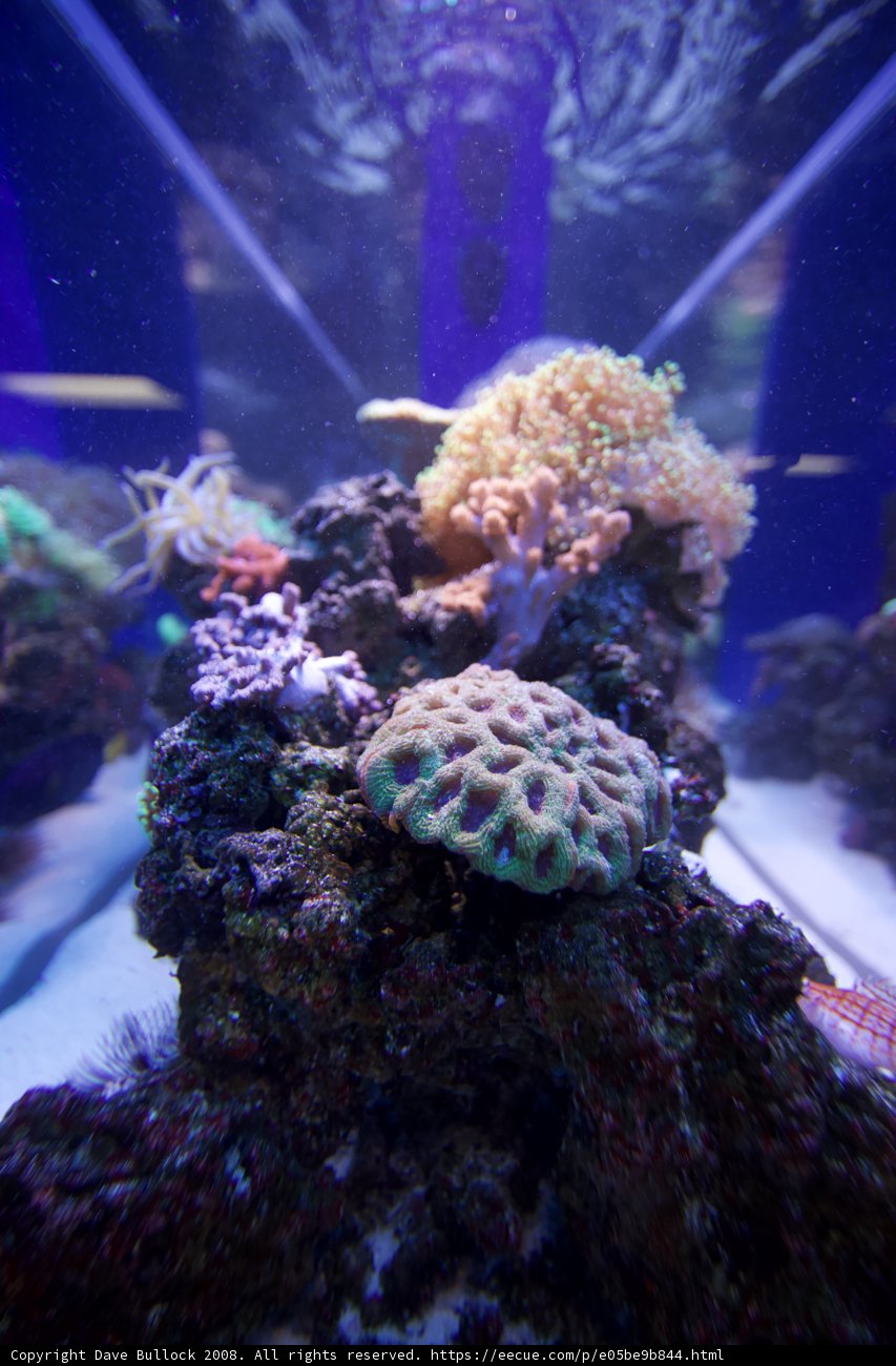 Diverse Ecosystem of a Coral Reef