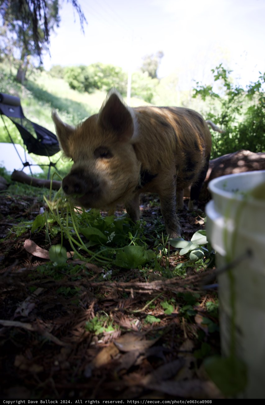 A Curious Encounter on Earth Day