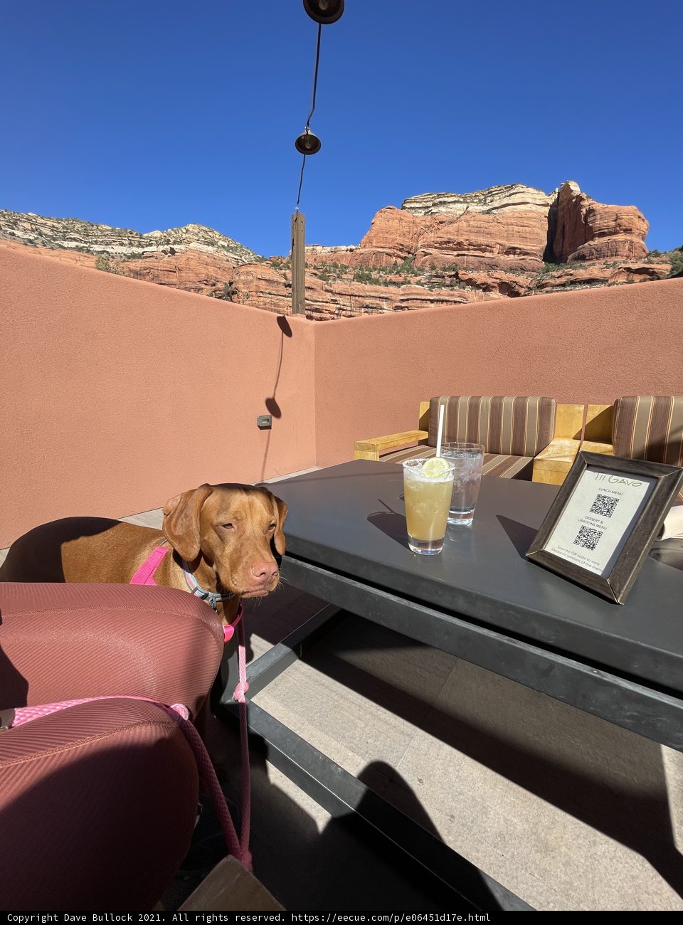 Patio Pooch