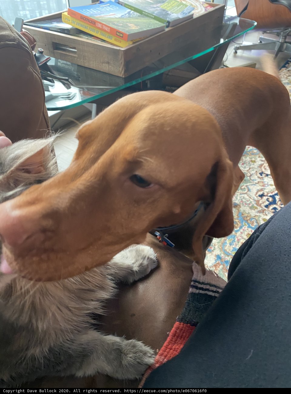 Furry Friends
