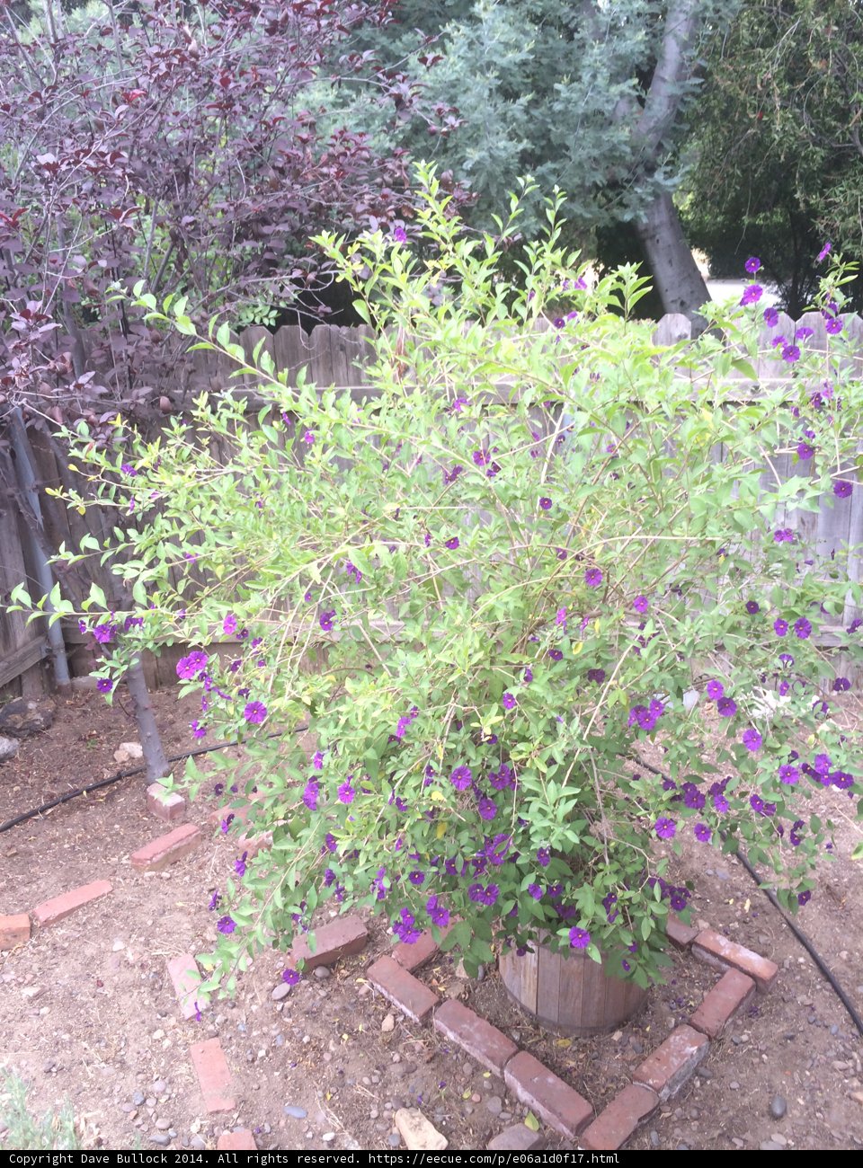 Purple Geranium in a Pot