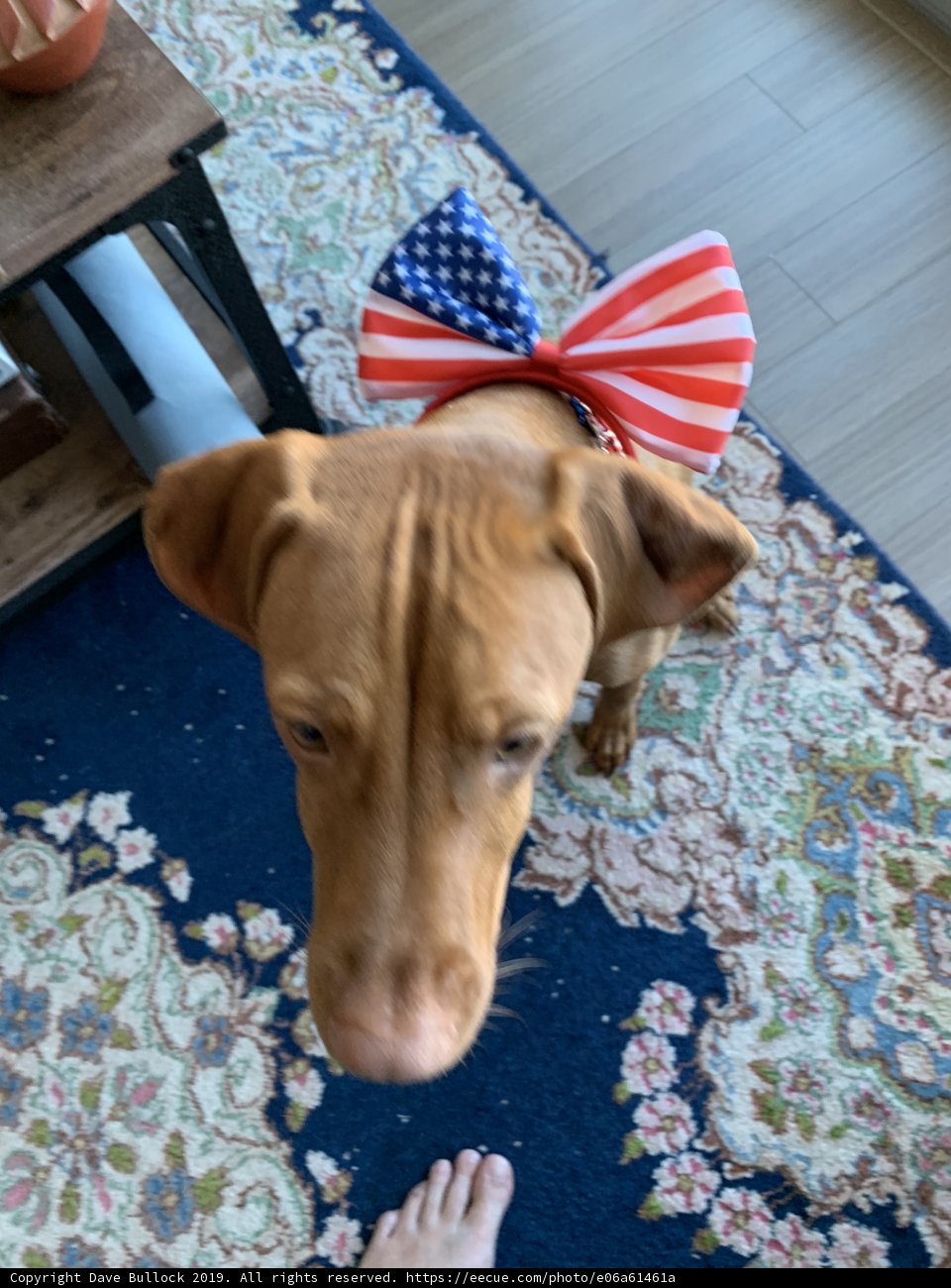 Patriotic Pup