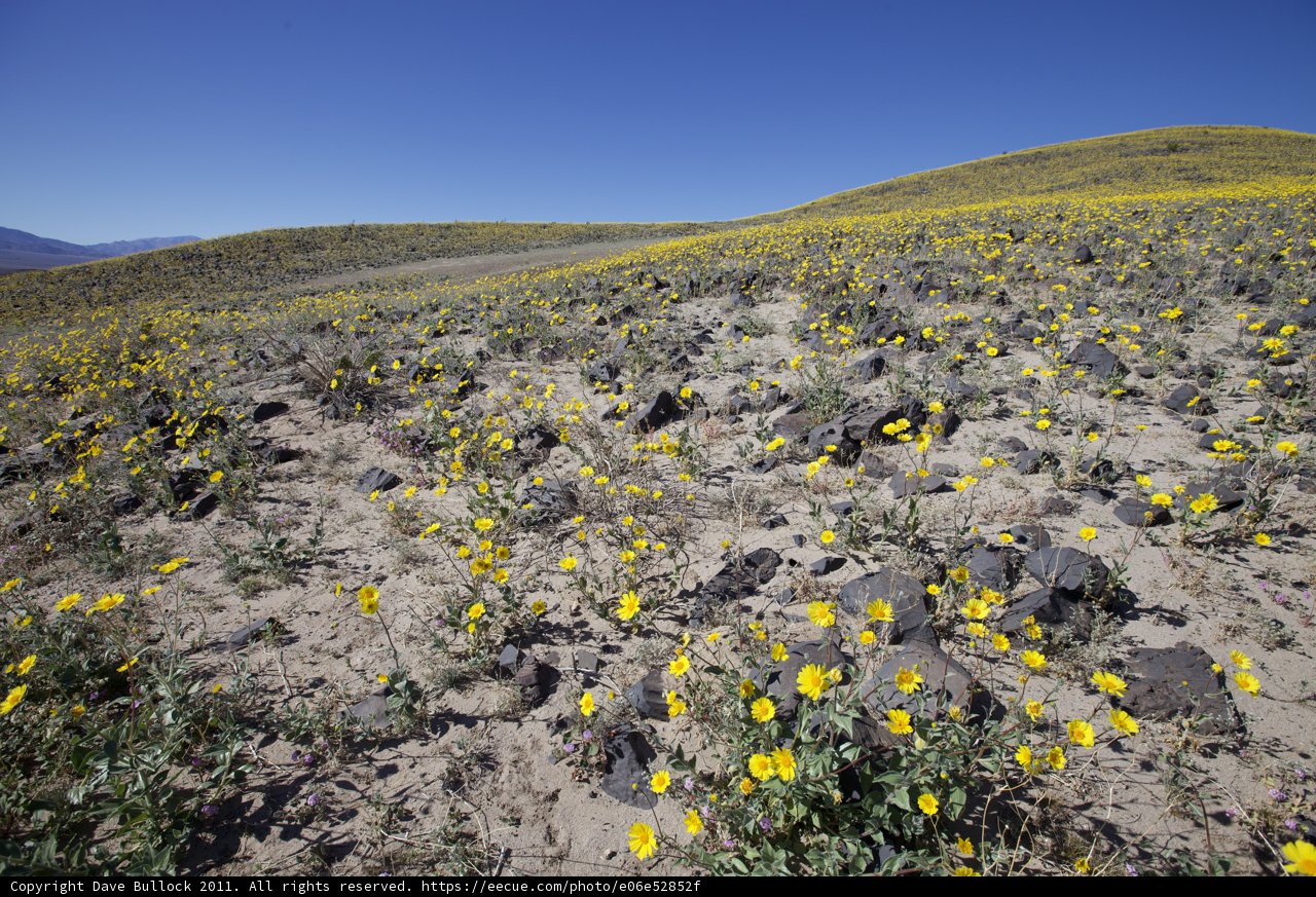 Sunny Yellow Flower Field in the Desert