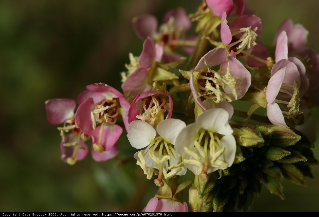 Beauty in Bloom