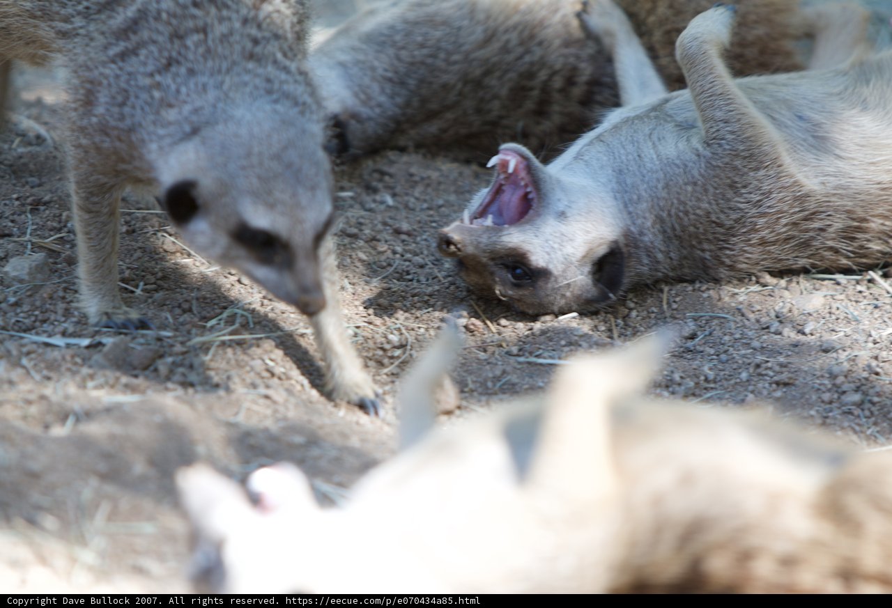 Playful Meerkats