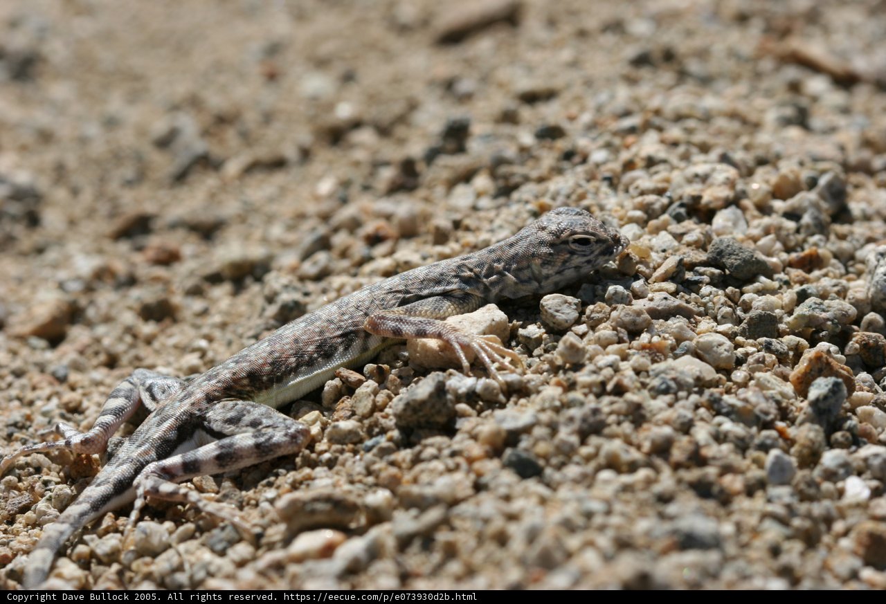 Sand-Sitting Lizard
