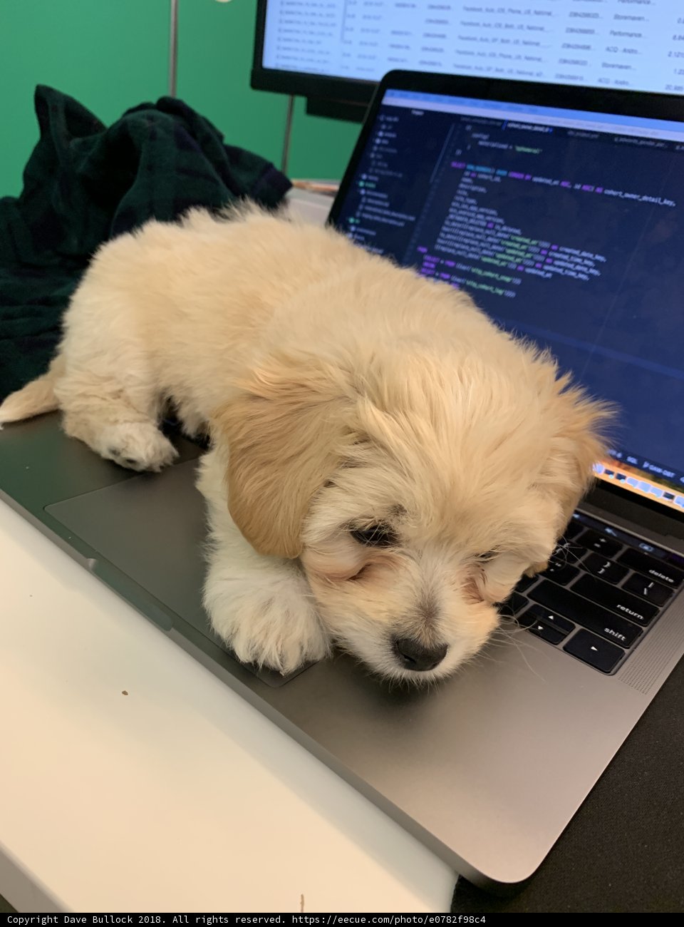 Laptop Pup