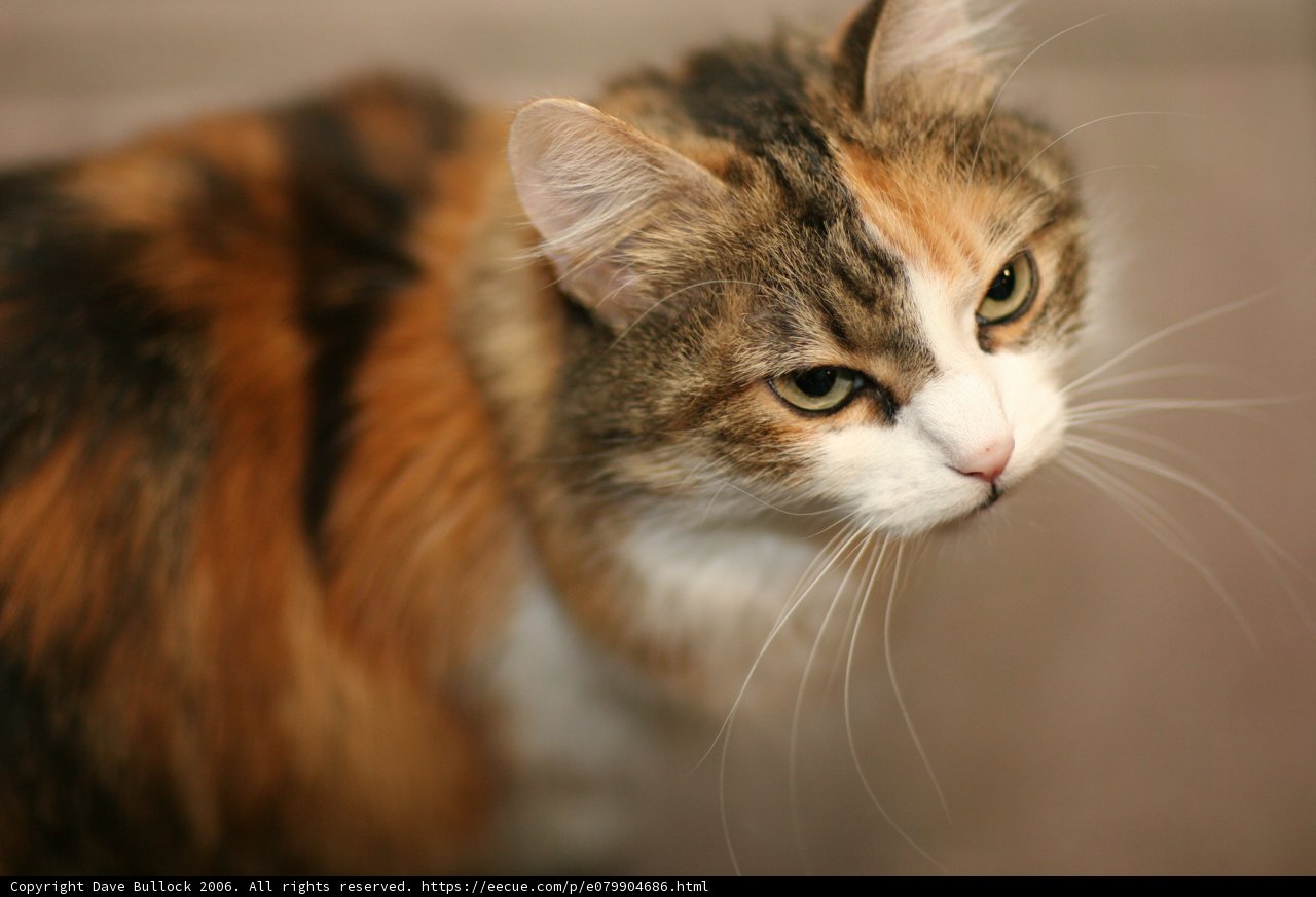 Fierce yet Sweet Calico Manx Cat