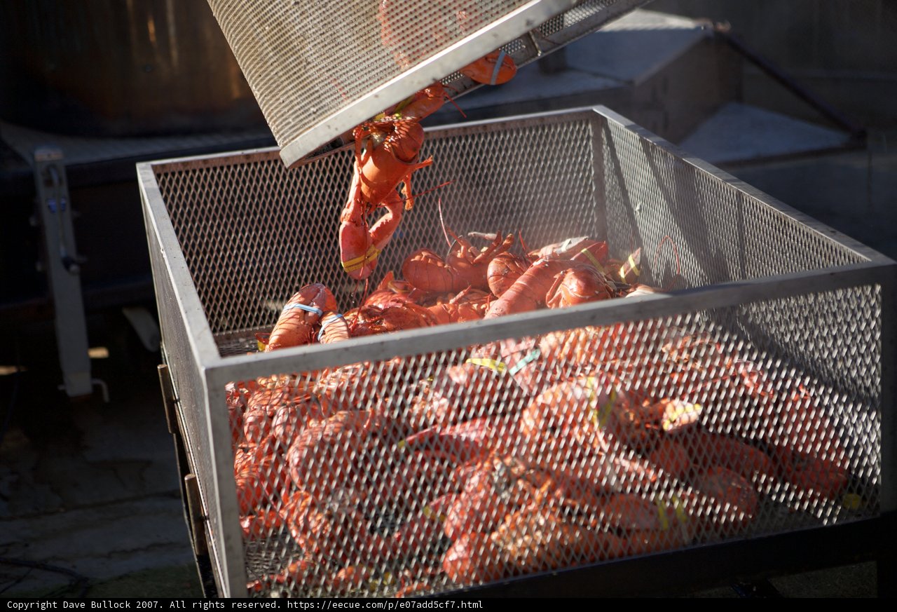 Delicious Lobster Feast