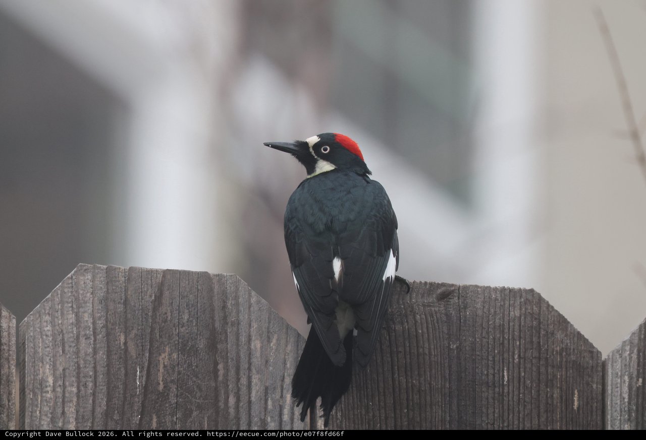 Acorn Woodpecker Perched on Weathered Wooden Fence