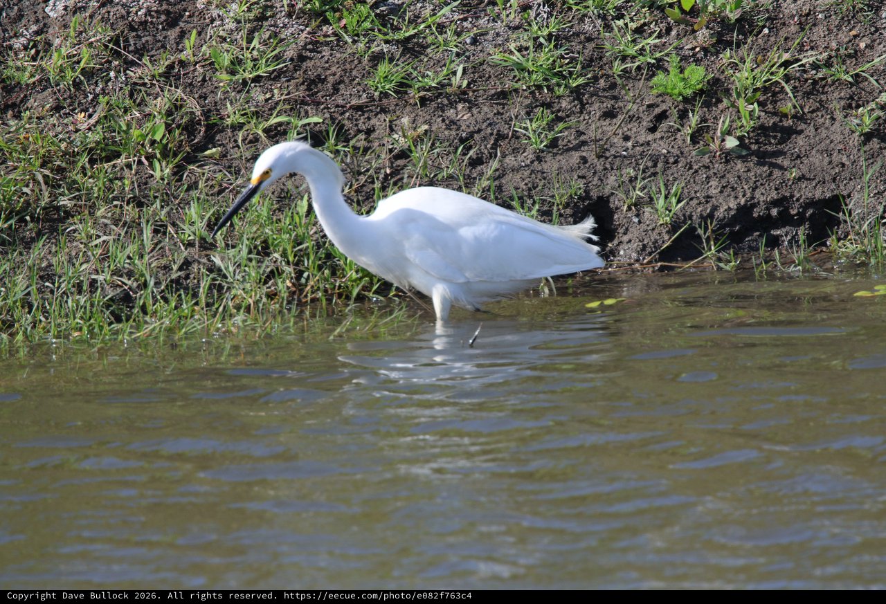 Snowy Egret Foraging in Shallow Wetland Waters