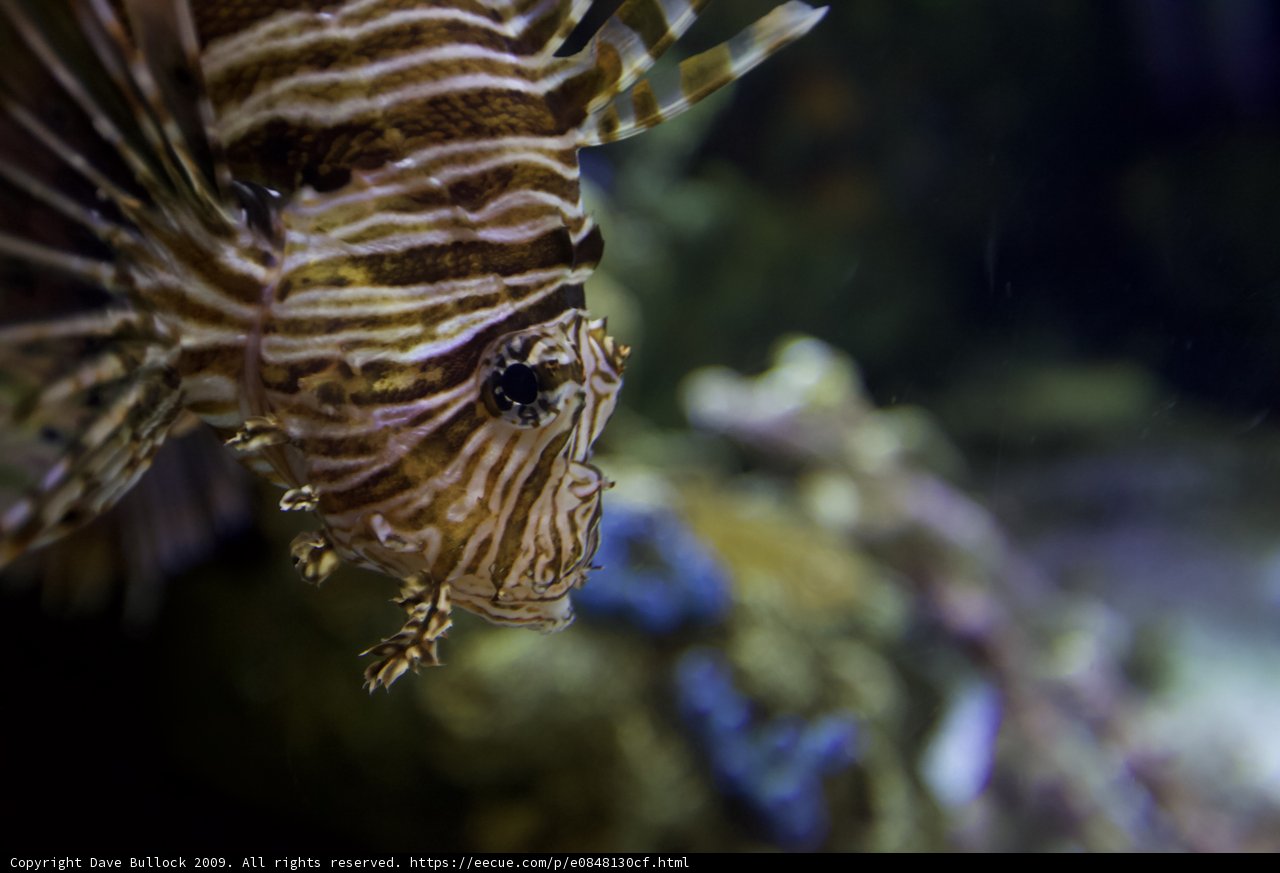 Majestic Lionfish in the Aquarium